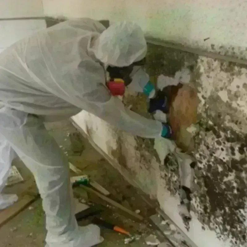 Mold Remediation and Removal in Eddyville, KY